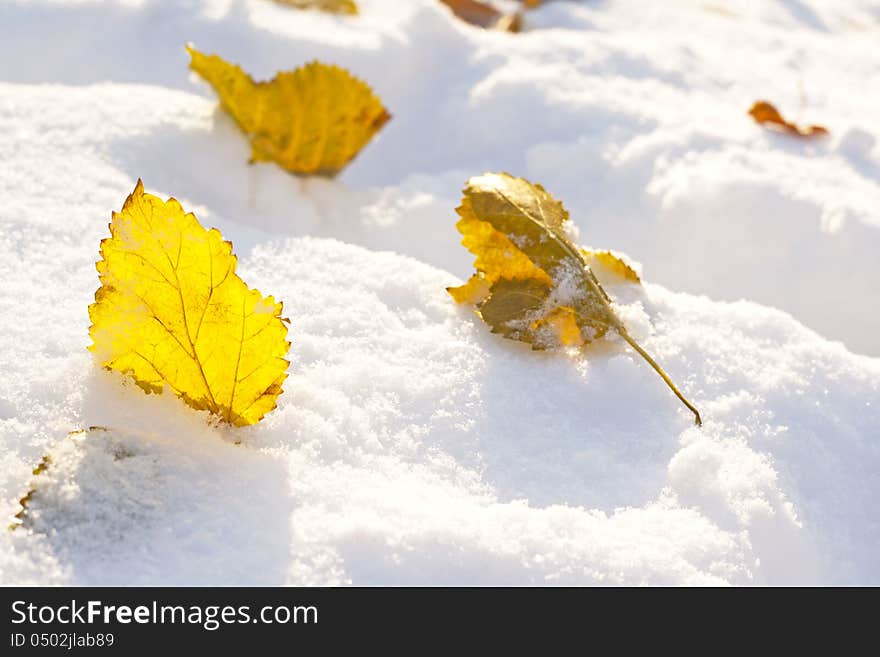 Autumn leaf on snow