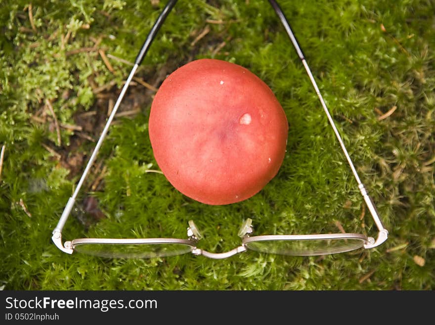 Red hat toadstools without dots, poisonous fungus with glasses at her