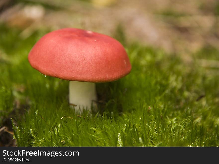 Mushroom with red hat on green moss. Mushroom with red hat on green moss