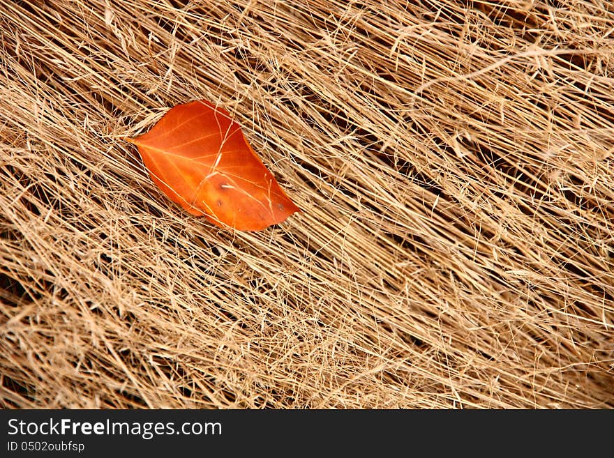 Orange leaf in the dry grass. Orange leaf in the dry grass