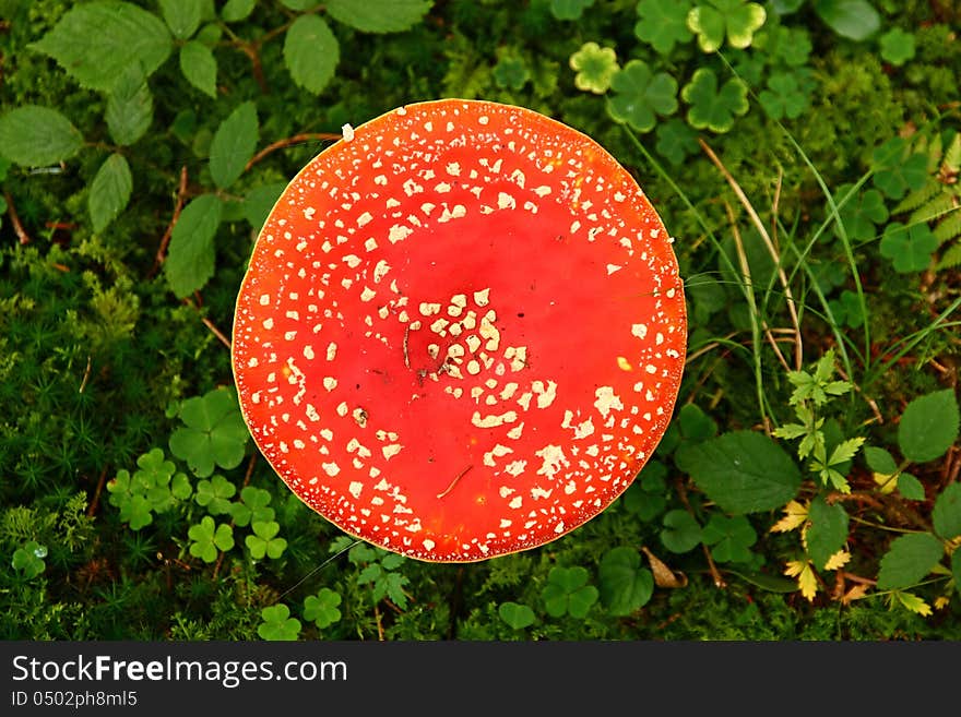 View of a red toadstool in green vegetation from above. View of a red toadstool in green vegetation from above