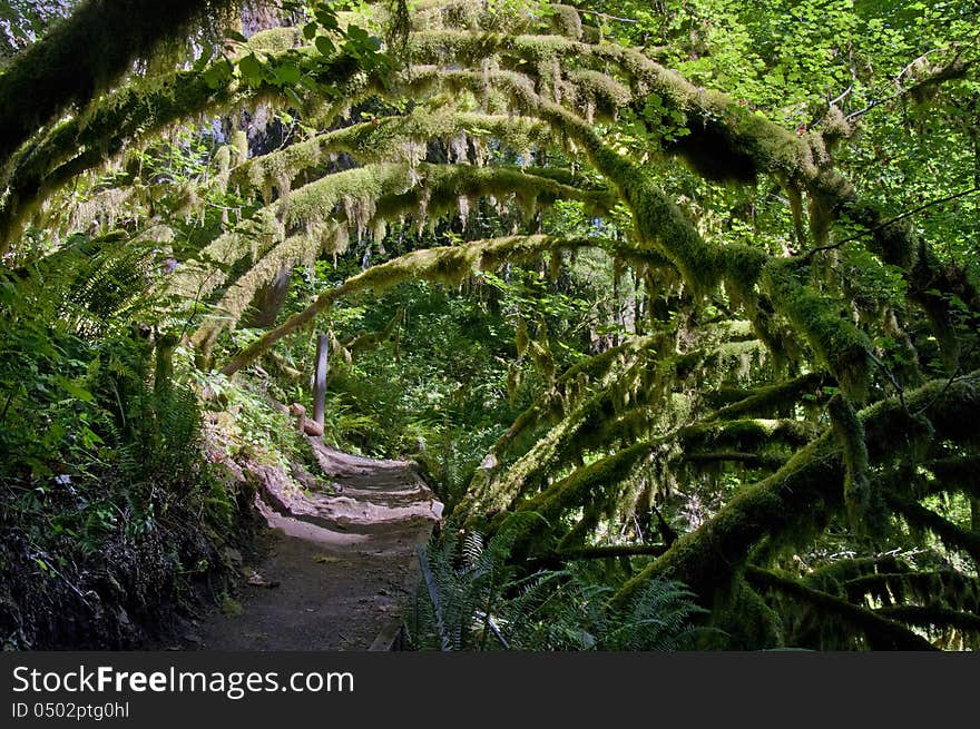 Archway path of mossy trees in mossy forest. Archway path of mossy trees in mossy forest.