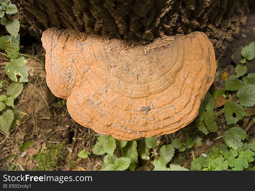 Yellow mushroom on a tree trunk. Yellow mushroom on a tree trunk