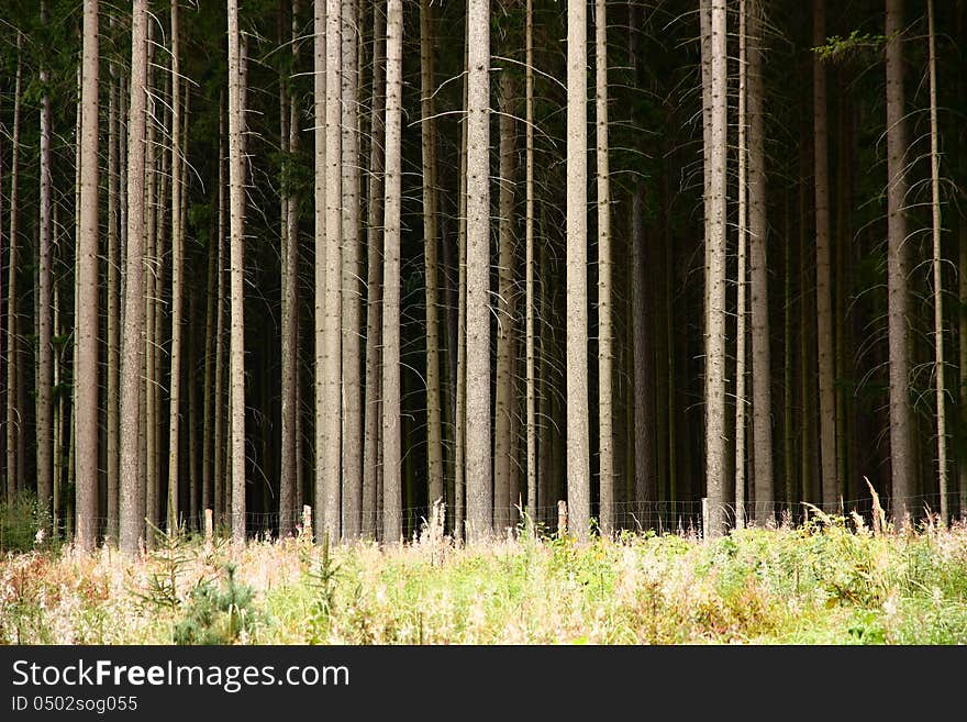 Trunks of conifers