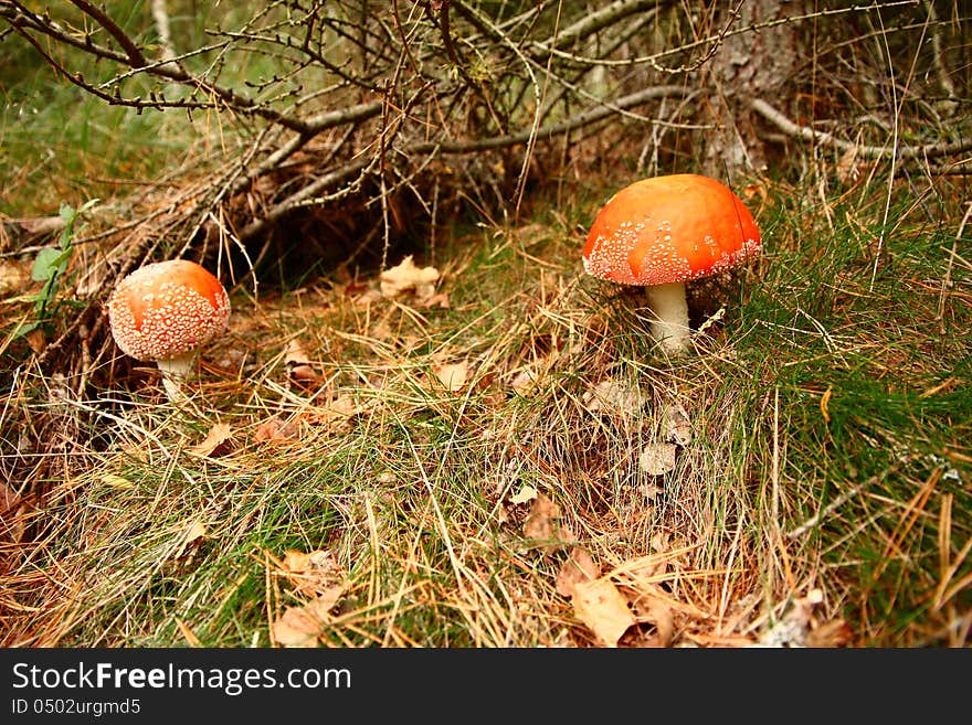 Poisonous mushroom with a red hat. Poisonous mushroom with a red hat