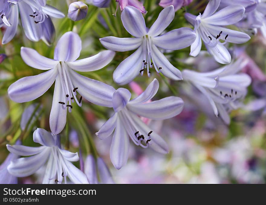 Beautiful Violet Bluebells On Blurred Background