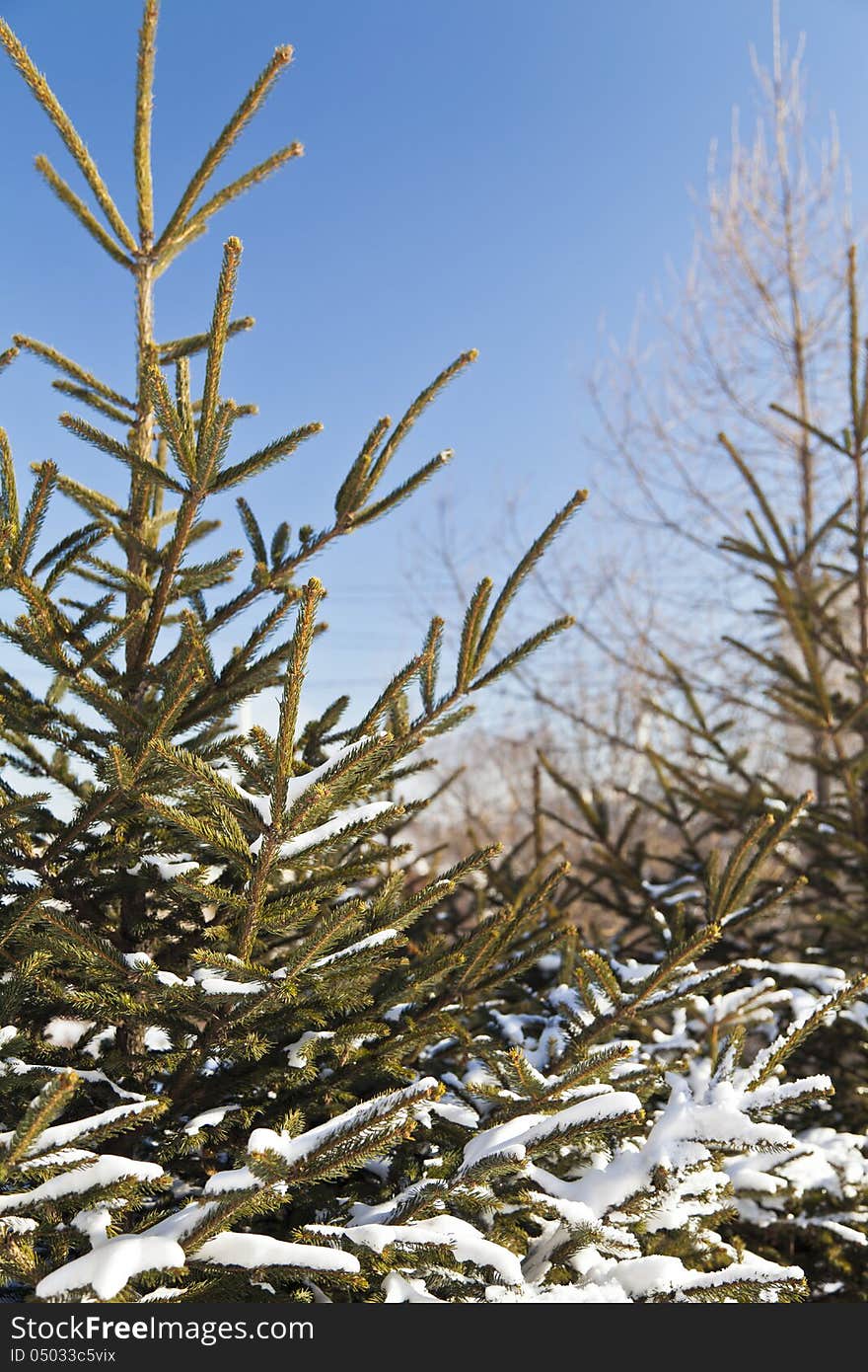 Fir-tree in snow in the bright winter afternoon