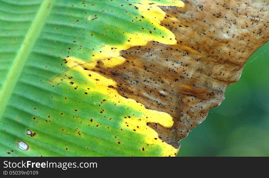 Banana leaves begin to dry. Banana leaves begin to dry