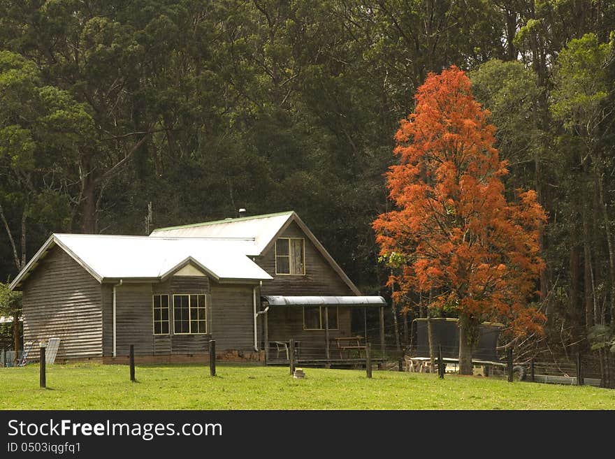 A timber Cottage on a hill backed by forest with a flame tree in the front yard