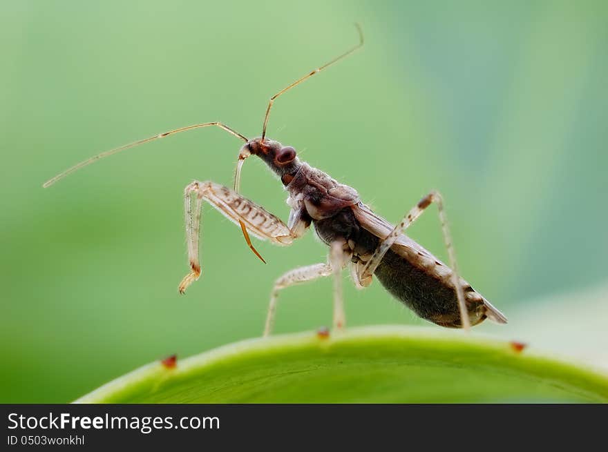 Heteroptera Vinchuca,Dignified demeanor exudes noble temperament. Heteroptera Vinchuca,Dignified demeanor exudes noble temperament.