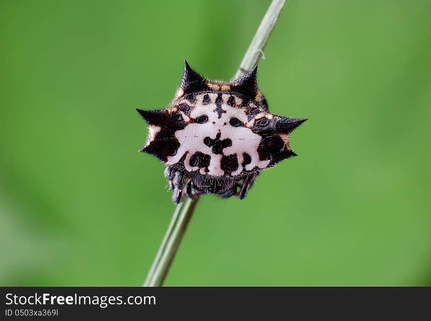 Spiny spider,multi-perverses spider,its movements slowly,looks like the face of special pattern.