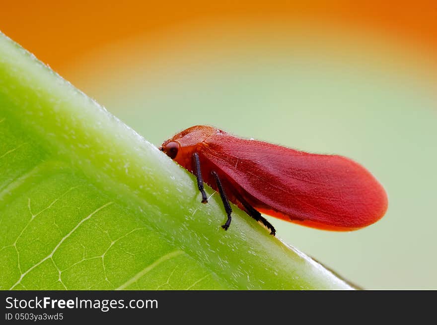 Red cicada