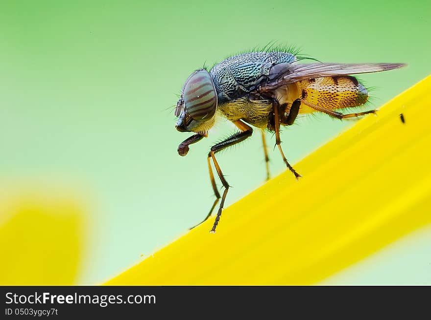 The Fly On Flowers