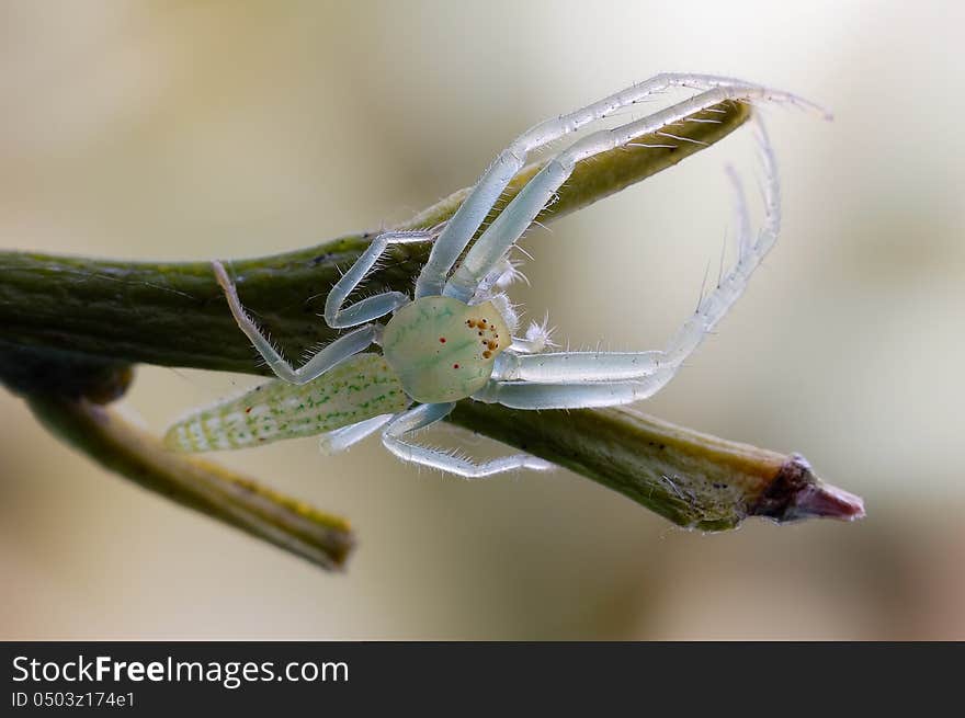 A very quiet green spider,Like jade legs even more likable