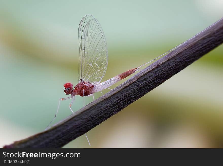 Mayfly or Ephemeroptera