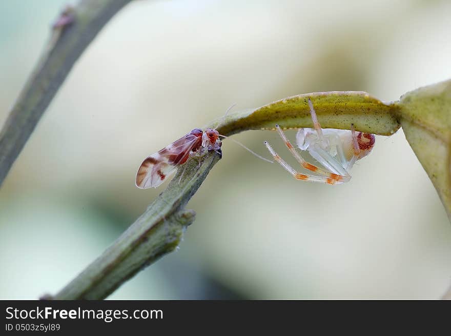 Lacewings Meet spider