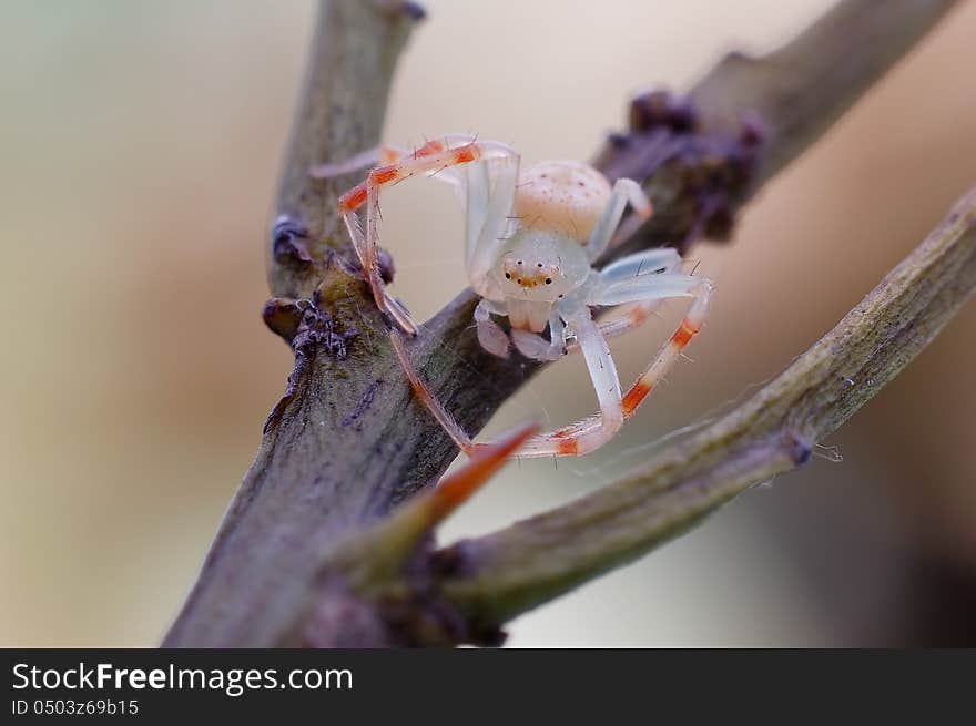 Small very photogenic little spider,Red and white legs even more likable. Small very photogenic little spider,Red and white legs even more likable