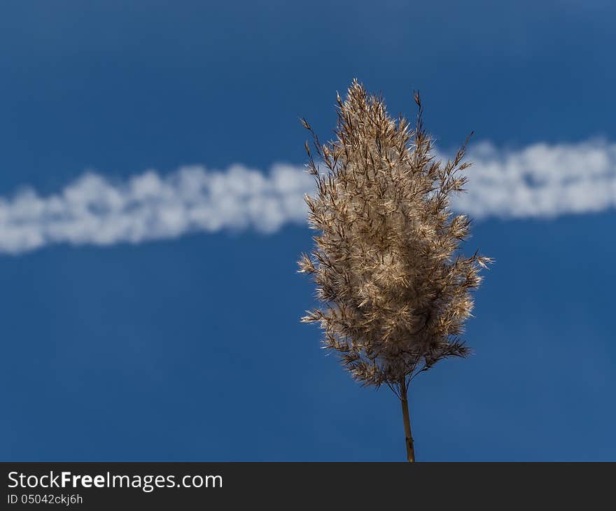 White traces of jet planes crossing the sky behind a field flower. White traces of jet planes crossing the sky behind a field flower