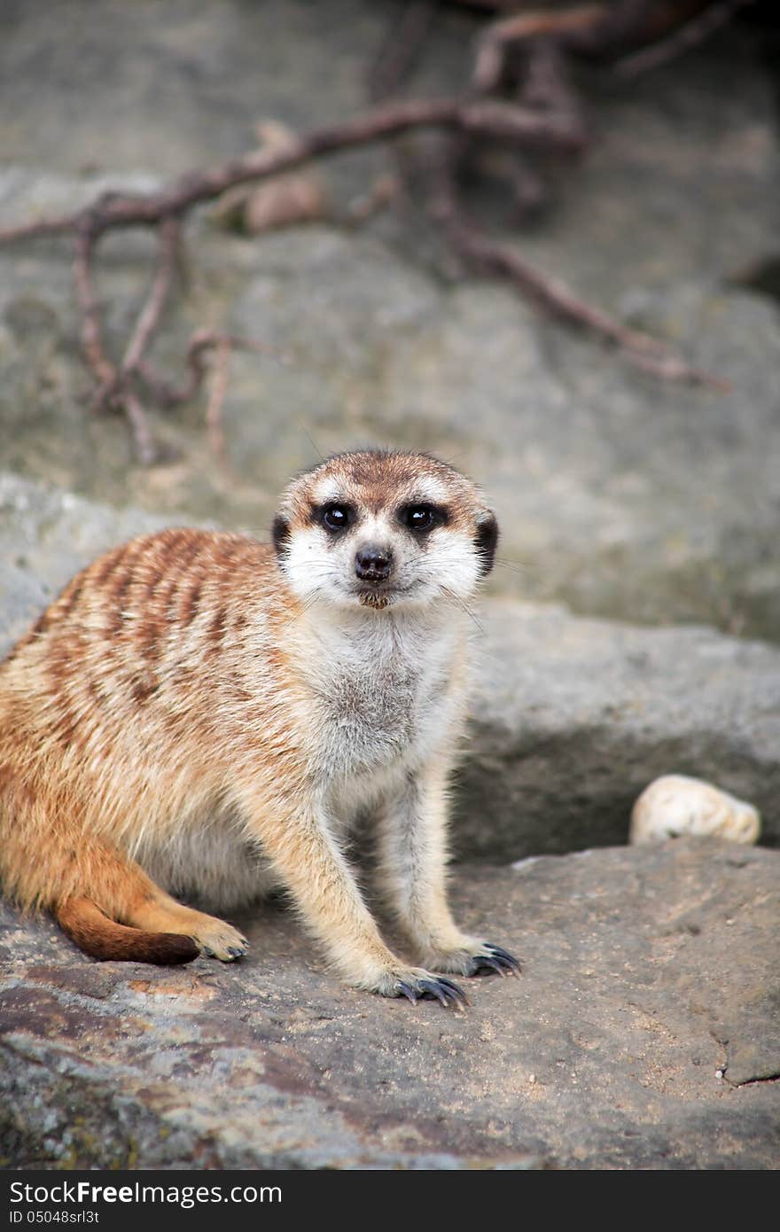 Alert Meerkat