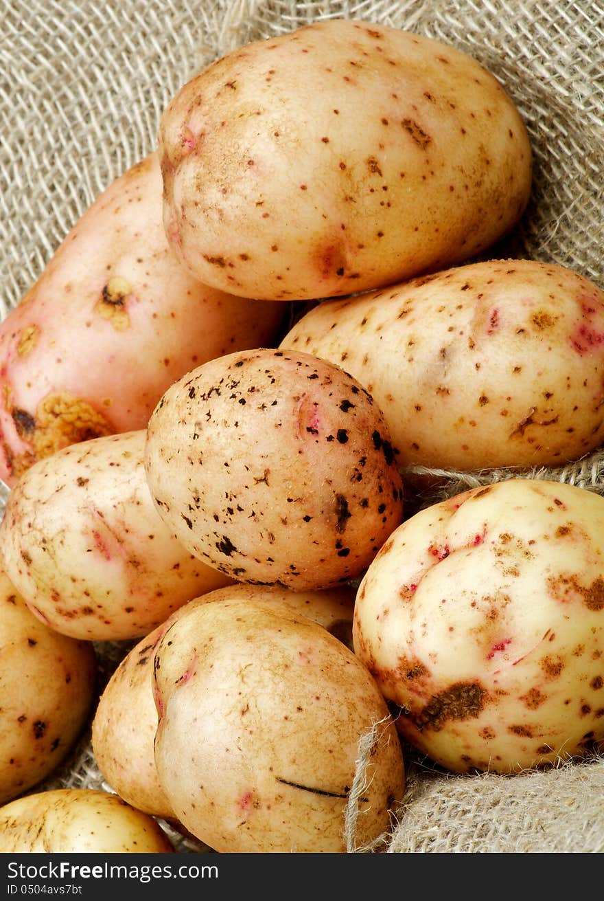 Raw Potato Straight from Garden closeup on Sacking background