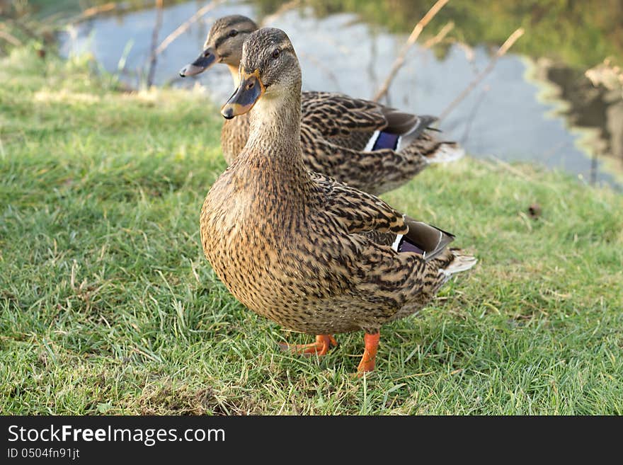 Two wild female ducks on the grass. Two wild female ducks on the grass