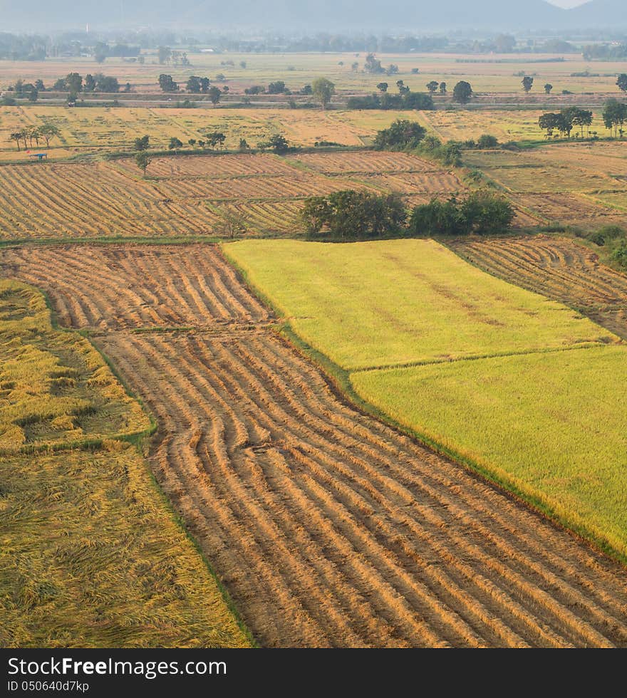 Planting rice in the rice fields