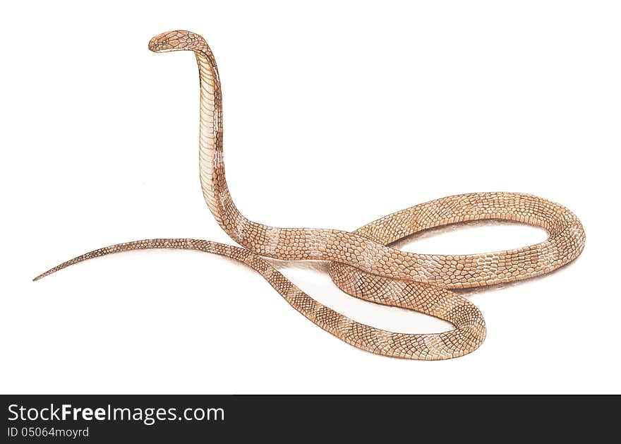 King cobra snake