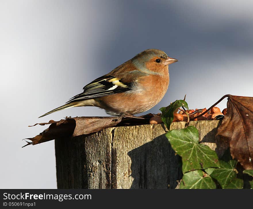 Close up of a male chaffinch on a tree stump in autumn