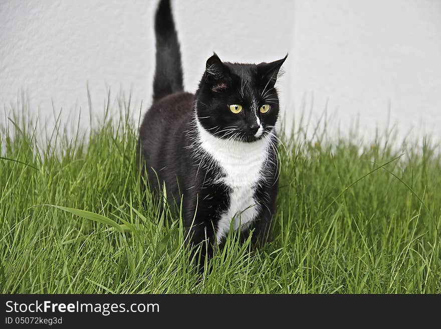 Picture of my lovely cat - Ruby. Picture of my lovely cat - Ruby.