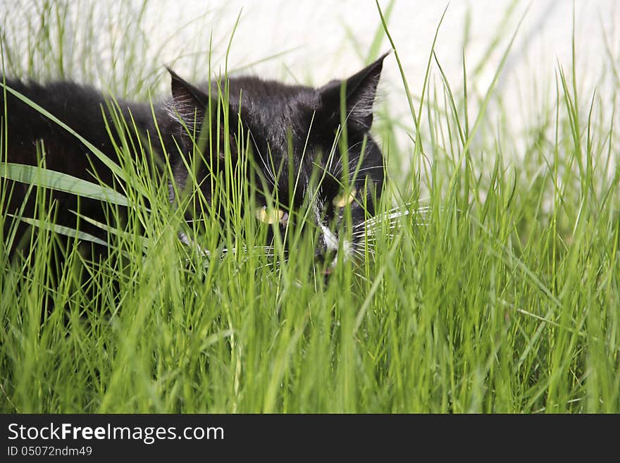 My cat - Ruby in the walk. My cat - Ruby in the walk.