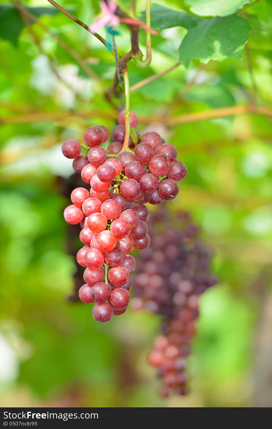 Grapes with green leaves on the vine.