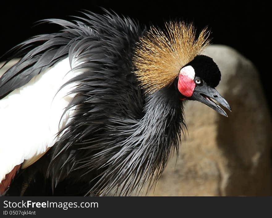 Crowned Crane