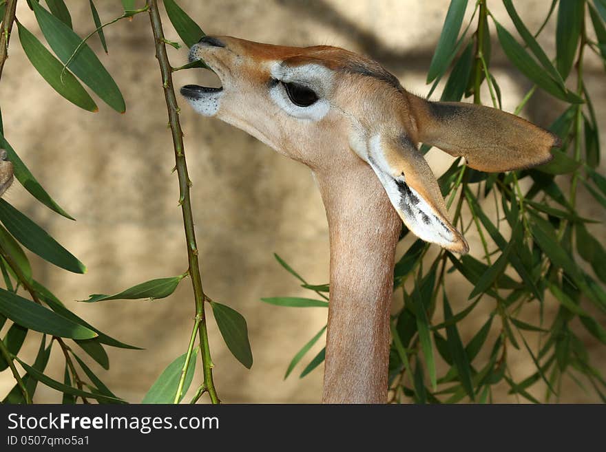 Gerenuk