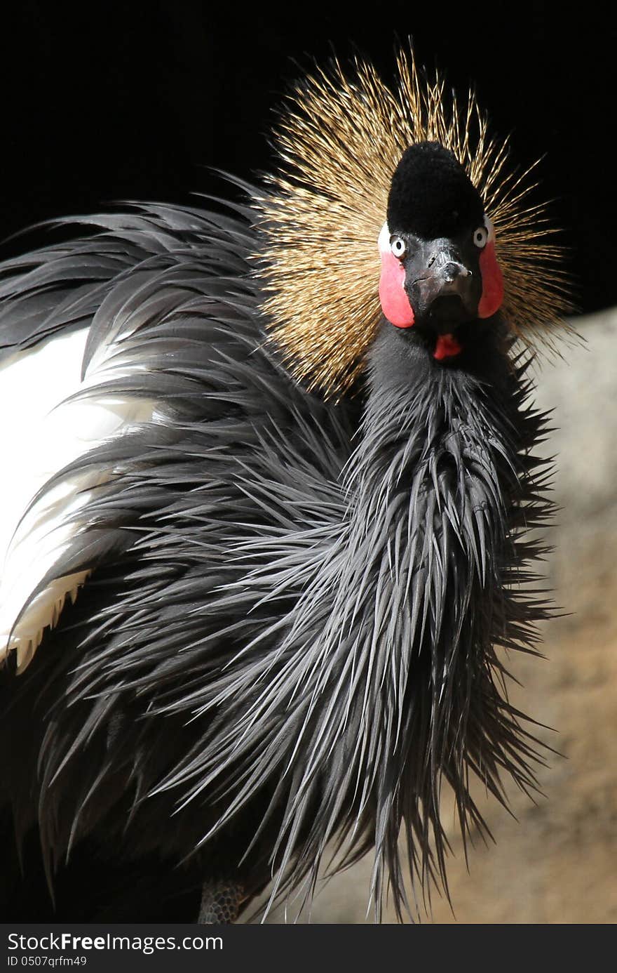 Crowned Crane