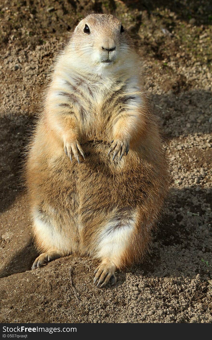 Cute Little African Rodent Sitting Face Front. Cute Little African Rodent Sitting Face Front