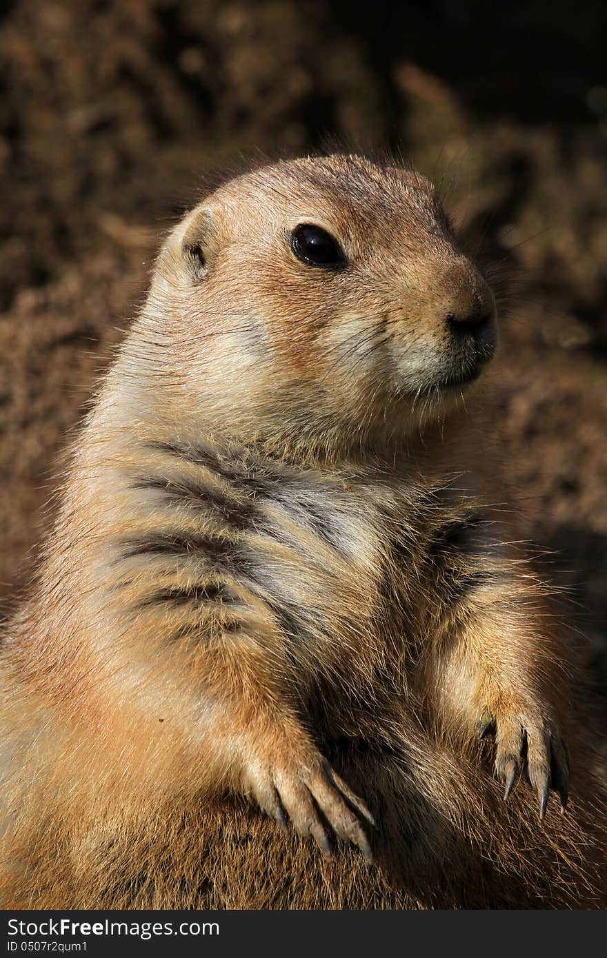 Cute Little African Rodent Sitting Face Front. Cute Little African Rodent Sitting Face Front