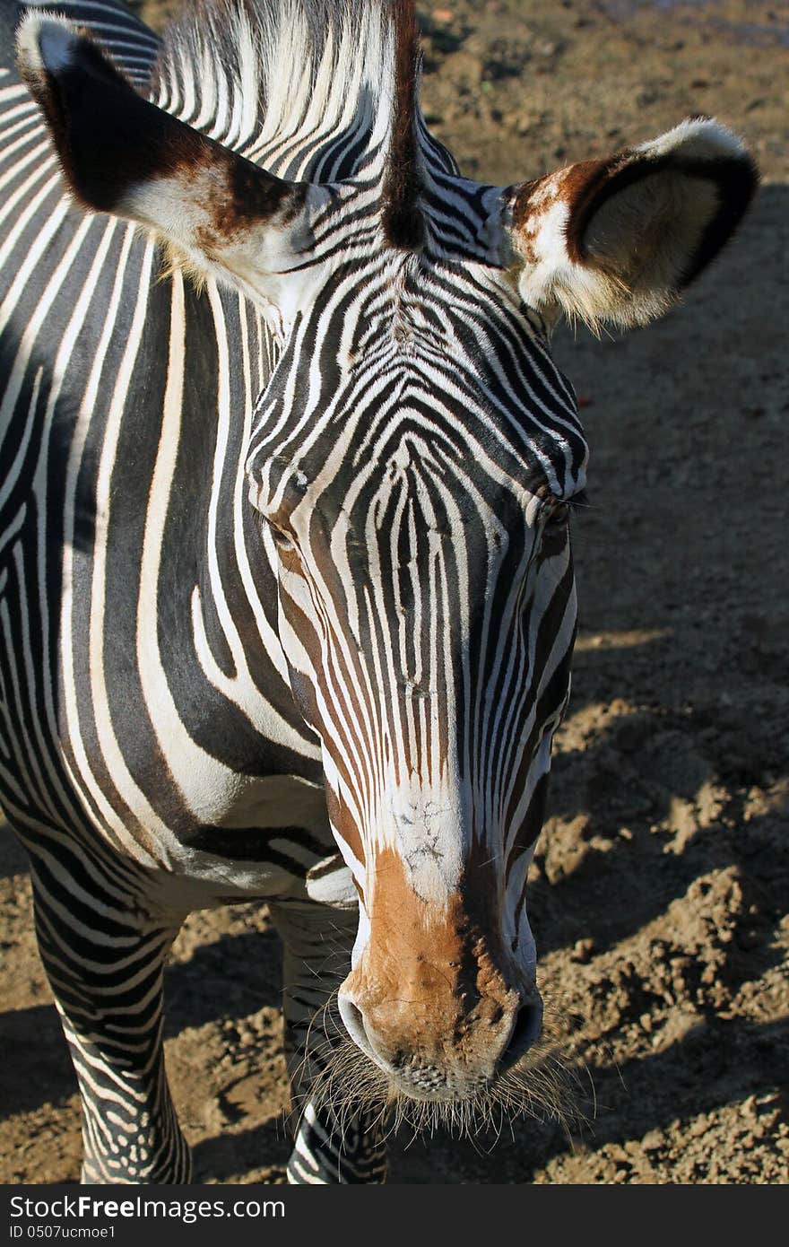 Close Up Detail Of Zebra Stripes And Eye