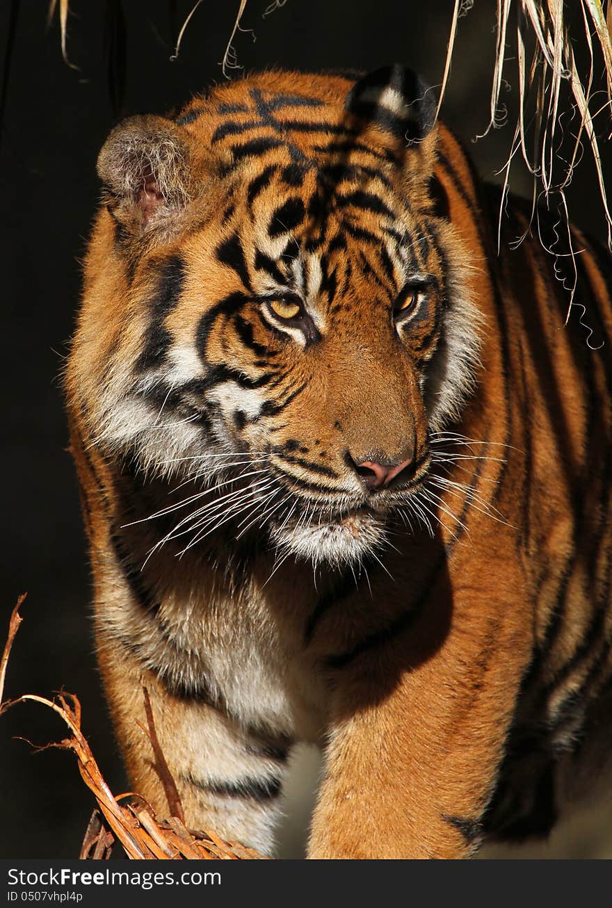 Close Up Portrait Of Standing Tiger Looking Right