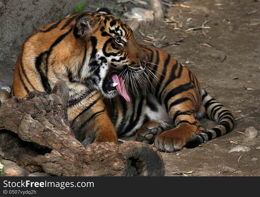 Close Up Portrait Of Young Tiger With Open Mouth