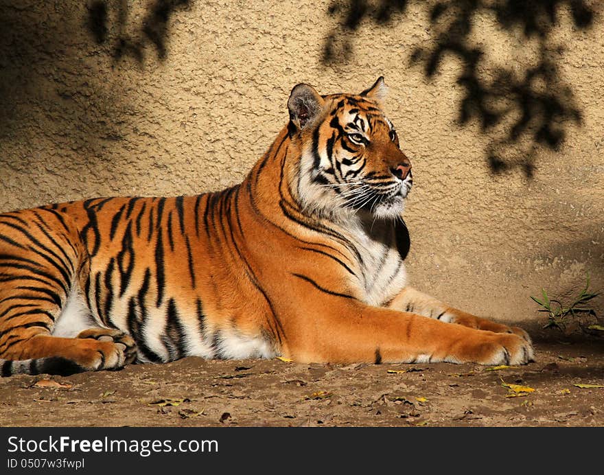 Adult Sumatran Tiger Sitting In Sunshine