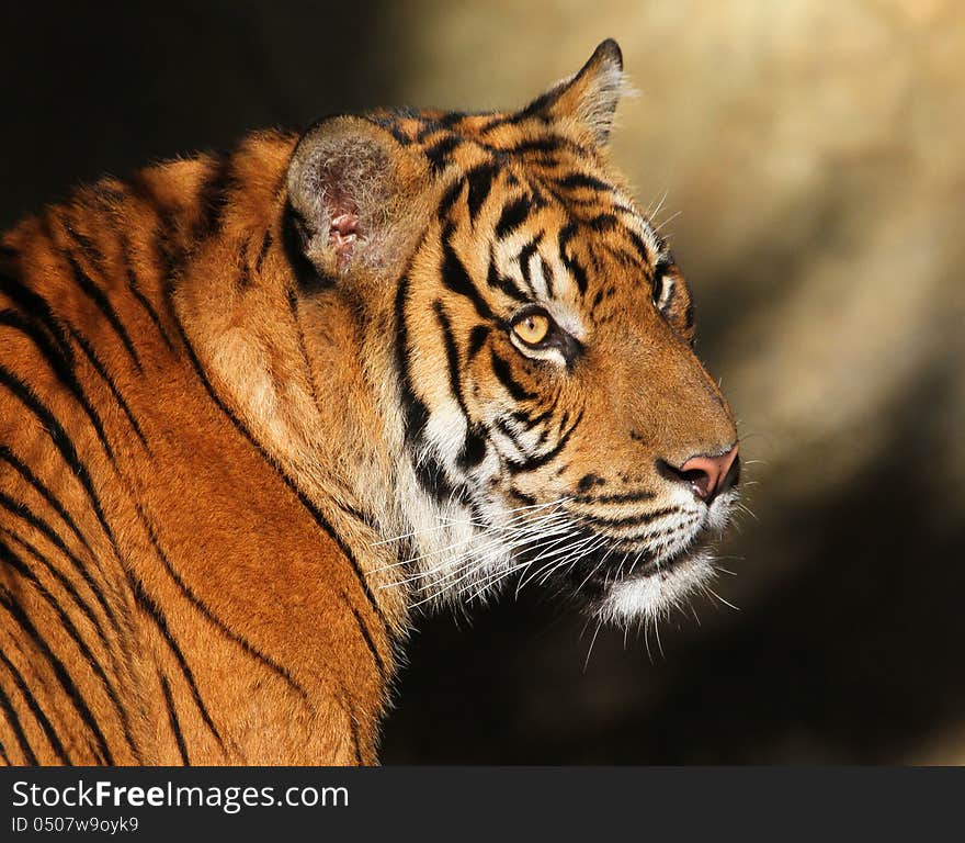 Adult Sumatran Tiger In Sunshine with Attentive Expression