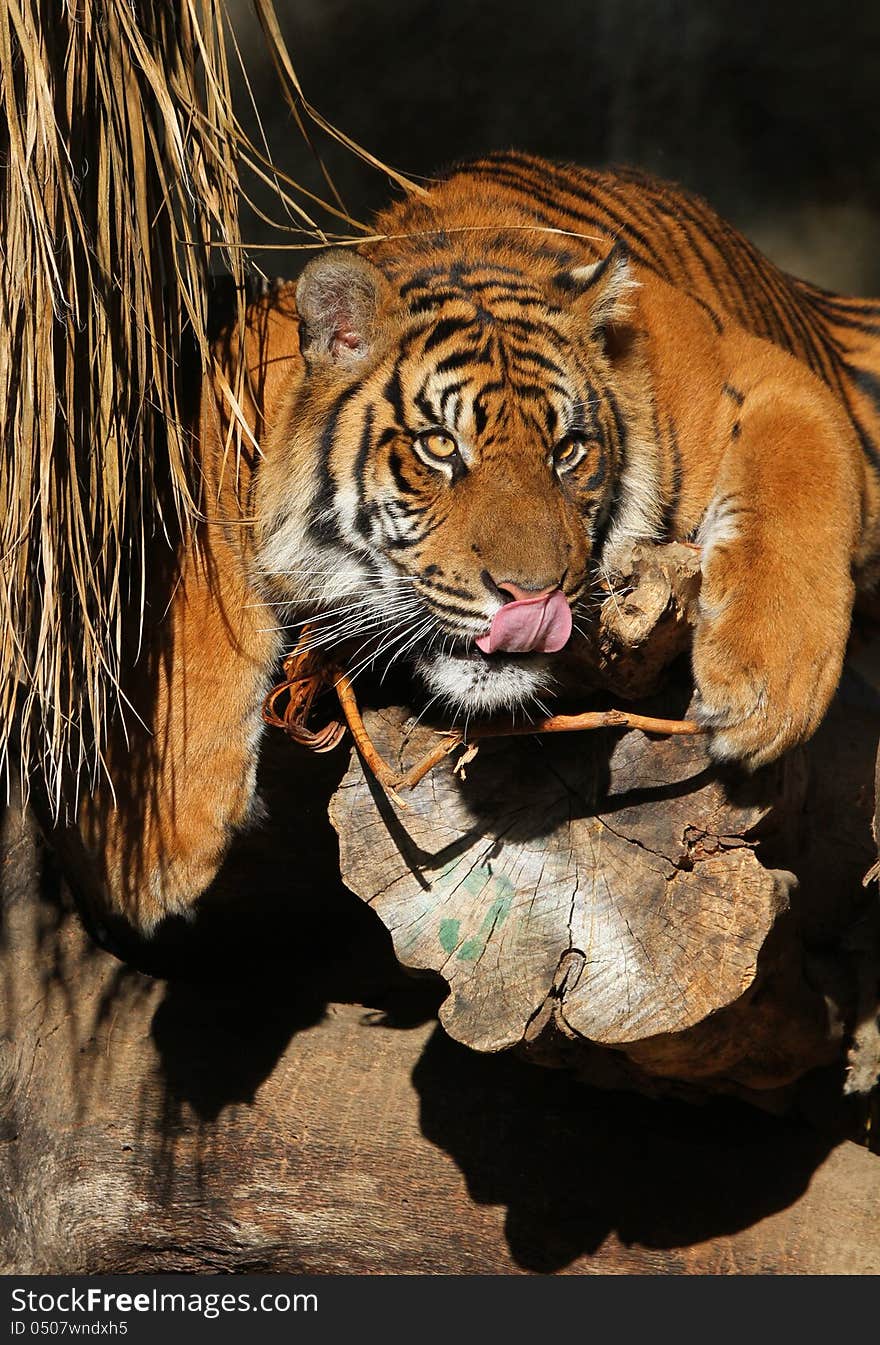 Adult Sumatran Tiger Sitting On Log In Sunshine With Tongue Licking