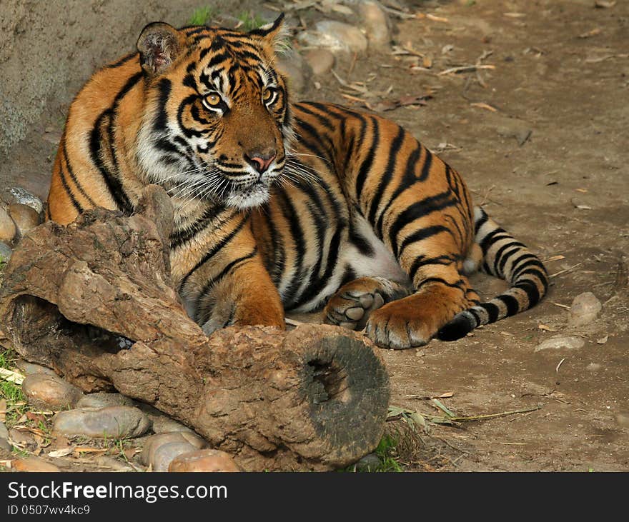 Juvenile Sumatran Tiger with Curious Attentive Expression