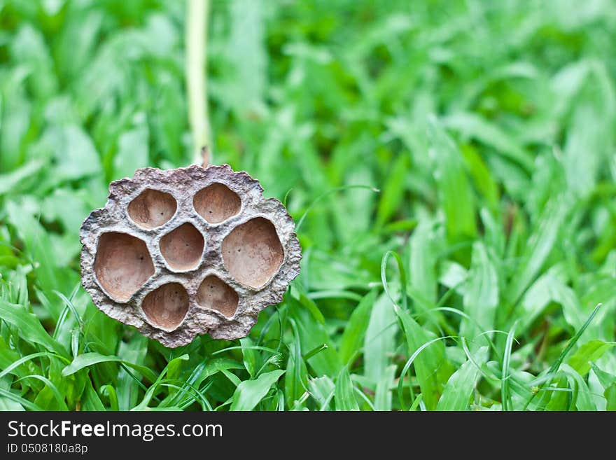 Dry lotus is placed on the yard. Dry lotus is placed on the yard