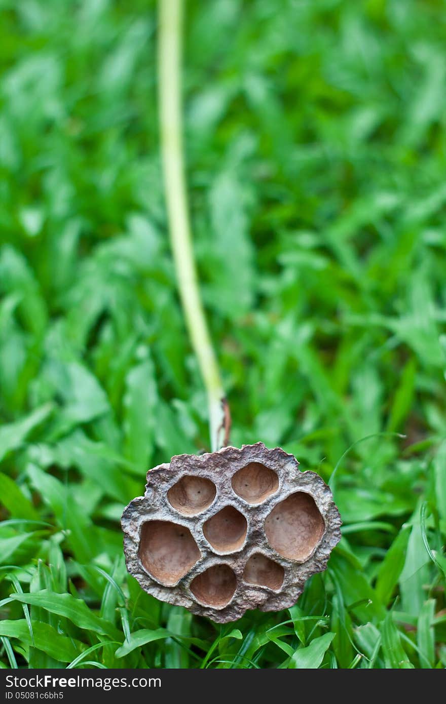 Dry lotus is placed on the yard. Dry lotus is placed on the yard