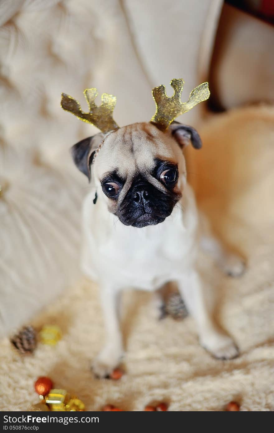 Pug on a holiday