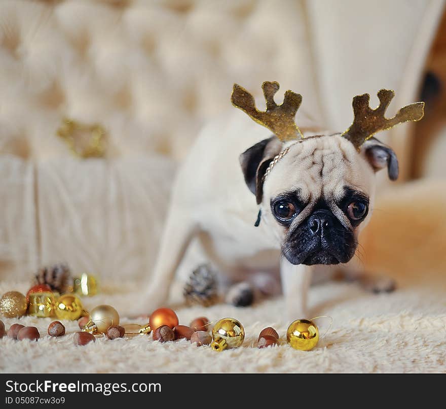 Christmas party - pug with deer antlers on a background of Christmas decorations. Christmas party - pug with deer antlers on a background of Christmas decorations