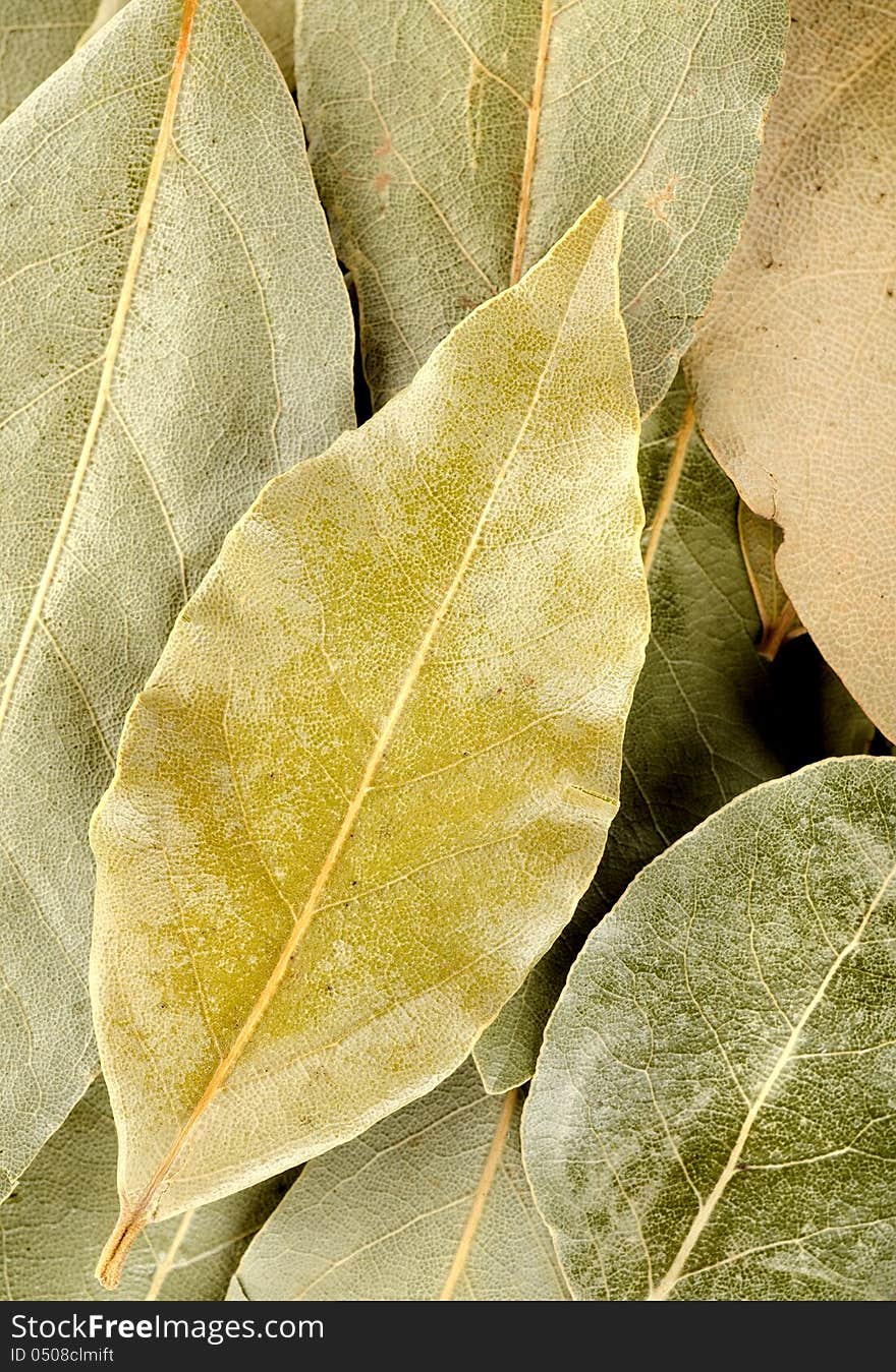 Arrangement of bay leaves in various shades of green. Arrangement of bay leaves in various shades of green