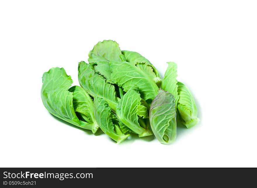 Shoots of cabbage