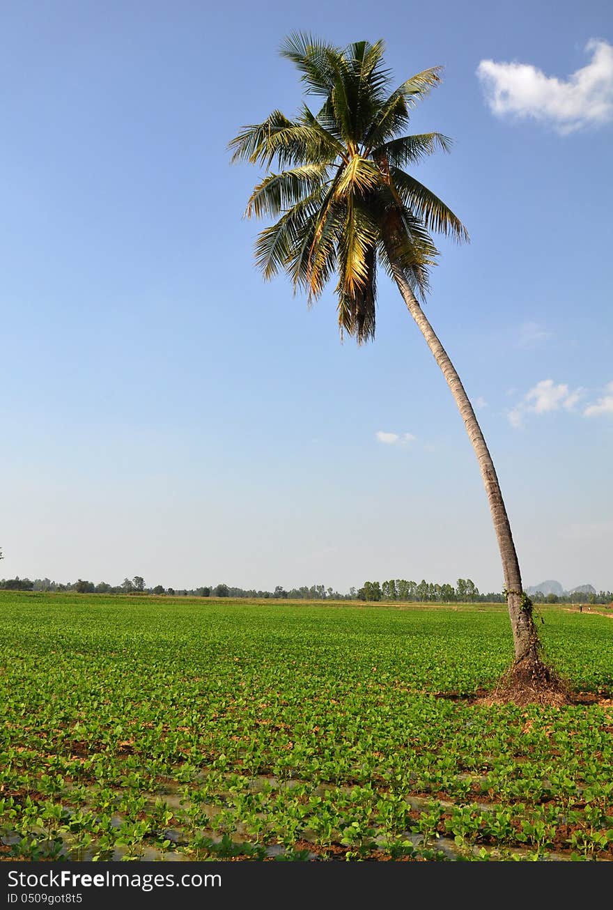 Coconut Tree